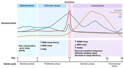 Sleep in women: a narrative review of hormonal influences, sex differences and health implications